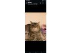 Adopt Conner a British Shorthair cat in Annapolis, MD (41540389)