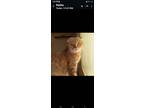 Adopt Miran a Scottish Fold cat in Annapolis, MD (41540388)