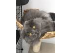 Adopt Azooz a Scottish Fold cat in Annapolis, MD (41540385)