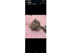 Adopt AMOUR a Persian cat in Annapolis, MD (41540381)