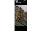 Adopt Claire a Persian cat in Annapolis, MD (41540380)
