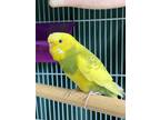 Adopt Bogey a Budgie bird in Victoria, BC (41528163)