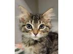Adopt Gazelle a Brown Tabby Domestic Mediumhair (medium coat) cat in Grayslake