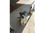 Adopt Mushroom a Gray/Silver/Salt & Pepper - with White Pit Bull Terrier / Mixed