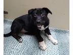 Adopt Acantha a Australian Kelpie / Siberian Husky / Mixed dog in Vancouver
