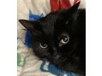 Adopt Bee Gee a Domestic Mediumhair / Mixed cat in Silverdale, WA (41540262)