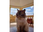Adopt Maylo (Persian) a Brown or Chocolate Persian (long coat) cat in Fairfax