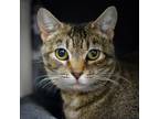 Adopt Miraculous Ladybug a Domestic Shorthair / Mixed cat in Sherwood