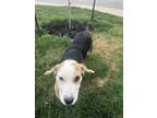 Adopt Roxy a Black - with Tan, Yellow or Fawn Mutt / Mutt / Mixed dog in San