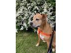 Adopt Millie a Tan/Yellow/Fawn Hound (Unknown Type) / Boxer / Mixed dog in