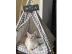 Adopt Snowy: FeLV+, retest in 2 months 7/2024 a Cream or Ivory (Mostly) Siamese