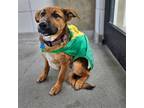 Adopt Biscuit a Mixed Breed (Medium) / Mixed dog in Rancho Santa Fe