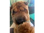 Adopt Ruffles a Tan/Yellow/Fawn Shar Pei / Mixed dog in Lake Forest
