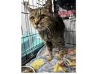 Adopt Vieja (FCID# 04/10/2024 - 14) SN a Brown Tabby Domestic Shorthair / Mixed