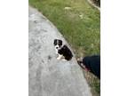 Adopt Scooter a Black - with Tan, Yellow or Fawn Australian Shepherd / Mixed dog