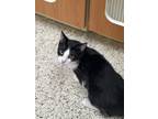 Adopt Domino a Domestic Shorthair / Mixed (short coat) cat in Little Rock