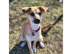 Adopt Loretta a Tan/Yellow/Fawn Labrador Retriever / Mixed Breed (Medium) dog in