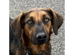 Adopt Ruby #1 a Black Bloodhound / Shepherd (Unknown Type) dog in Grand