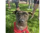 Adopt Mickey a Brindle Catahoula Leopard Dog dog in Grand Junction