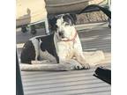Adopt Sadie a Black - with White Mixed Breed (Medium) / American Pit Bull
