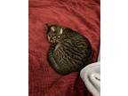Adopt Debbie a Black & White or Tuxedo American Shorthair / Mixed (short coat)