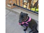 Adopt Rita a Black Labrador Retriever dog in Grand Junction, CO (41540139)