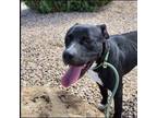 Adopt Tyler a Black Mixed Breed (Medium) / American Pit Bull Terrier dog in