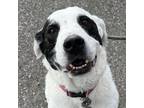 Adopt Jax a Tan/Yellow/Fawn Great Pyrenees / Border Collie dog in Grand