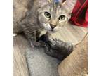 Adopt Lexus a Brown Tabby Domestic Shorthair cat in Grand Junction
