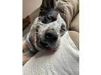 Adopt Murphy a Gray/Blue/Silver/Salt & Pepper Australian Cattle Dog / Mixed dog