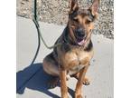 Adopt Dagwood a Brown/Chocolate Australian Cattle Dog dog in Grand Junction