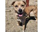Adopt Bram a Tan/Yellow/Fawn Australian Cattle Dog dog in Grand Junction