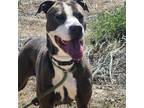 Adopt Loretta a Gray/Silver/Salt & Pepper - with White American Pit Bull Terrier