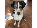 Adopt Martin a Tricolor (Tan/Brown & Black & White) Australian Shepherd dog in