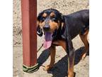 Adopt Scamp a Black - with Tan, Yellow or Fawn Black and Tan Coonhound dog in