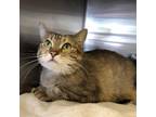 Adopt Zilla a Brown Tabby Domestic Shorthair cat in Grand Junction