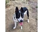 Adopt Hera a Black - with White Australian Cattle Dog dog in Grand Junction