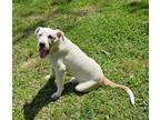 Adopt Smokey a Brown/Chocolate - with White Anatolian Shepherd / Hound (Unknown