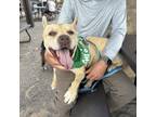 Adopt Jabba a Tan/Yellow/Fawn Australian Cattle Dog / American Pit Bull Terrier
