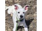 Adopt Lilo a Black - with White Australian Cattle Dog dog in Grand Junction