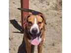 Adopt Maggie a Tricolor (Tan/Brown & Black & White) Beagle / Mixed Breed