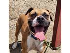 Adopt Tamara a Tan/Yellow/Fawn Boxer dog in Grand Junction, CO (41540101)