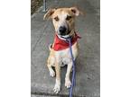 Adopt Keeno a Tan/Yellow/Fawn - with White Labrador Retriever / Mixed dog in