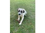 Adopt Panda Robinson a Tan/Yellow/Fawn - with Black Great Pyrenees / Anatolian