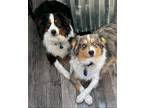 Adopt Bandit / Diesel a Black - with White Australian Shepherd / Mixed dog in
