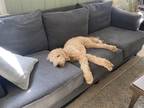 Adopt Iggy a Tan/Yellow/Fawn Goldendoodle / Goldendoodle / Mixed dog in College