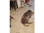 Adopt Clara belle’s a Gray/Blue/Silver/Salt & Pepper American Pit Bull Terrier