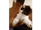 Adopt Arthur a White - with Black Cockapoo / Mixed dog in Pineville