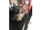 Adopt Isabella and Gabriella a Tiger Striped Tabby / Mixed (short coat) cat in