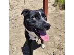 Adopt Rerun a Black - with White Border Collie dog in Grand Junction